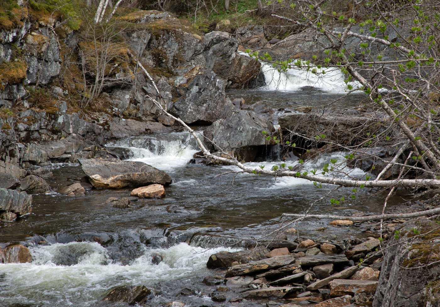Fossen4Fossa.jpg