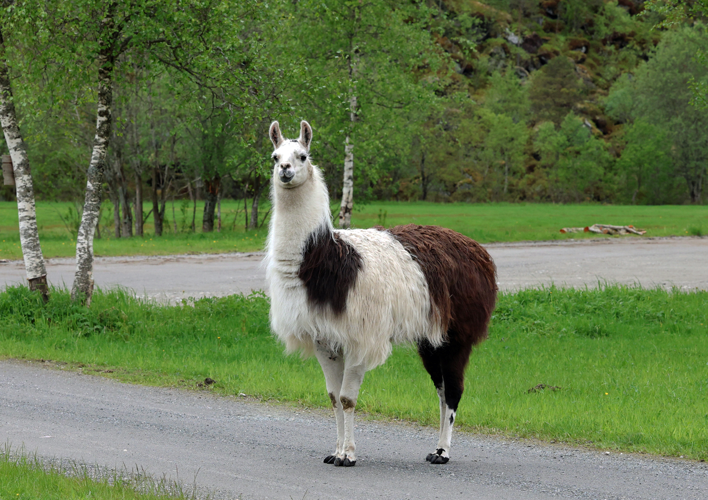 Kår4Lama.jpg