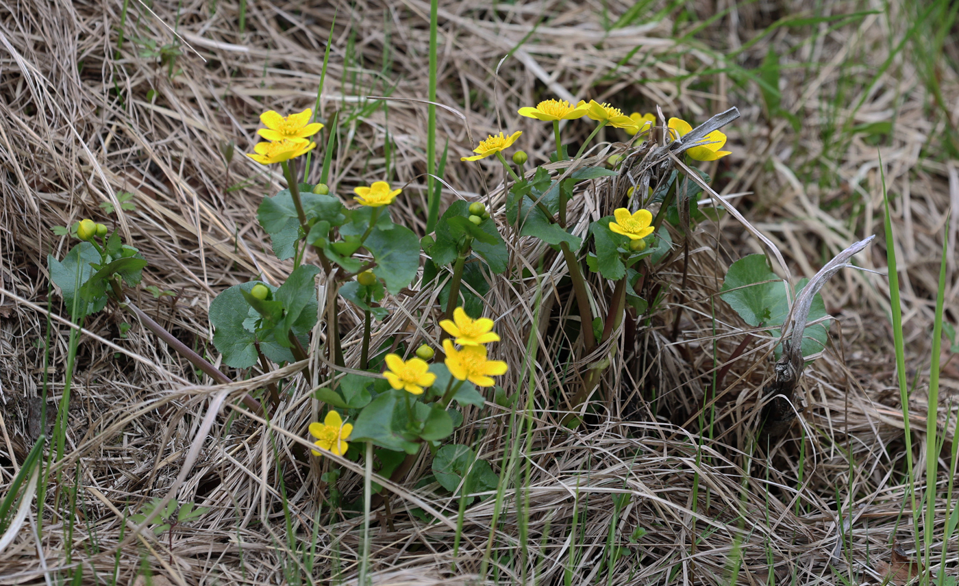 Fossdalen6Bekkebl.jpg