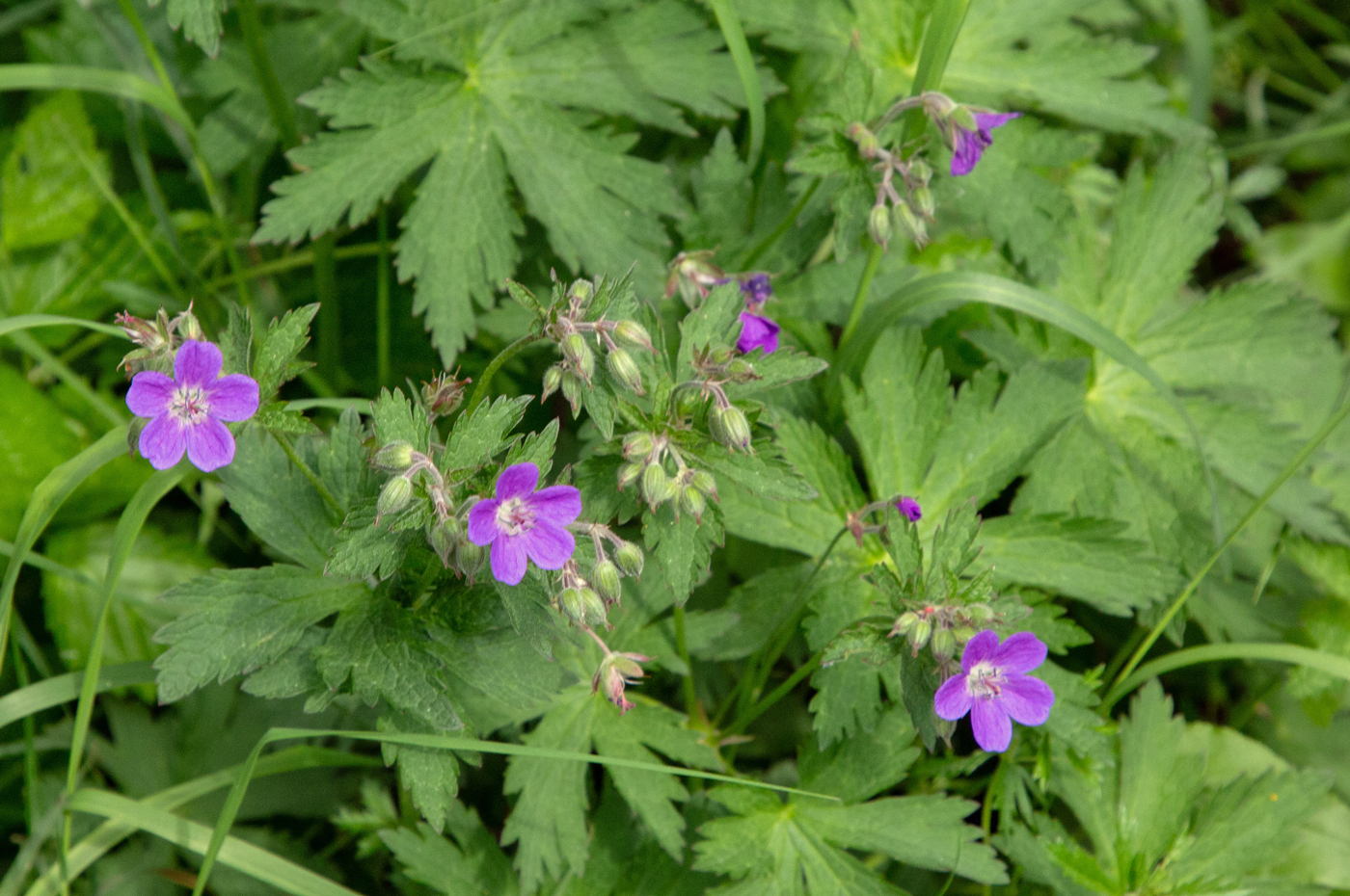 Liasætra7Blomst.jpg