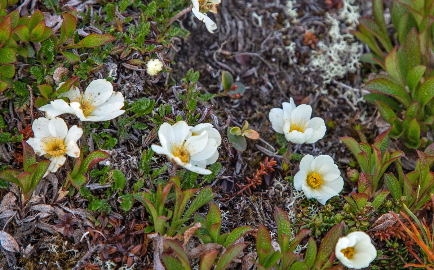 EOS10Reinrosene.jpg