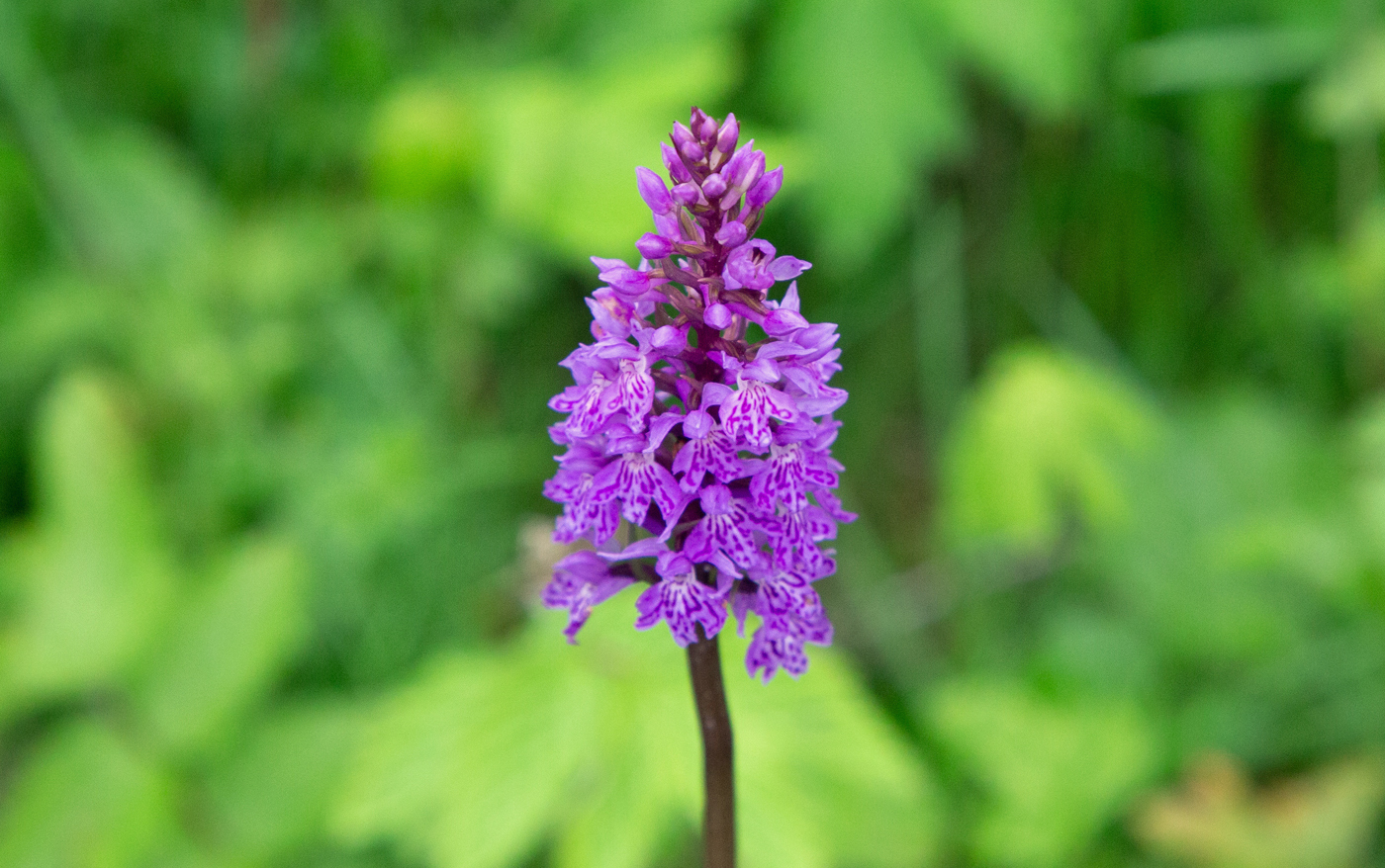 Blomster1Ork.jpg