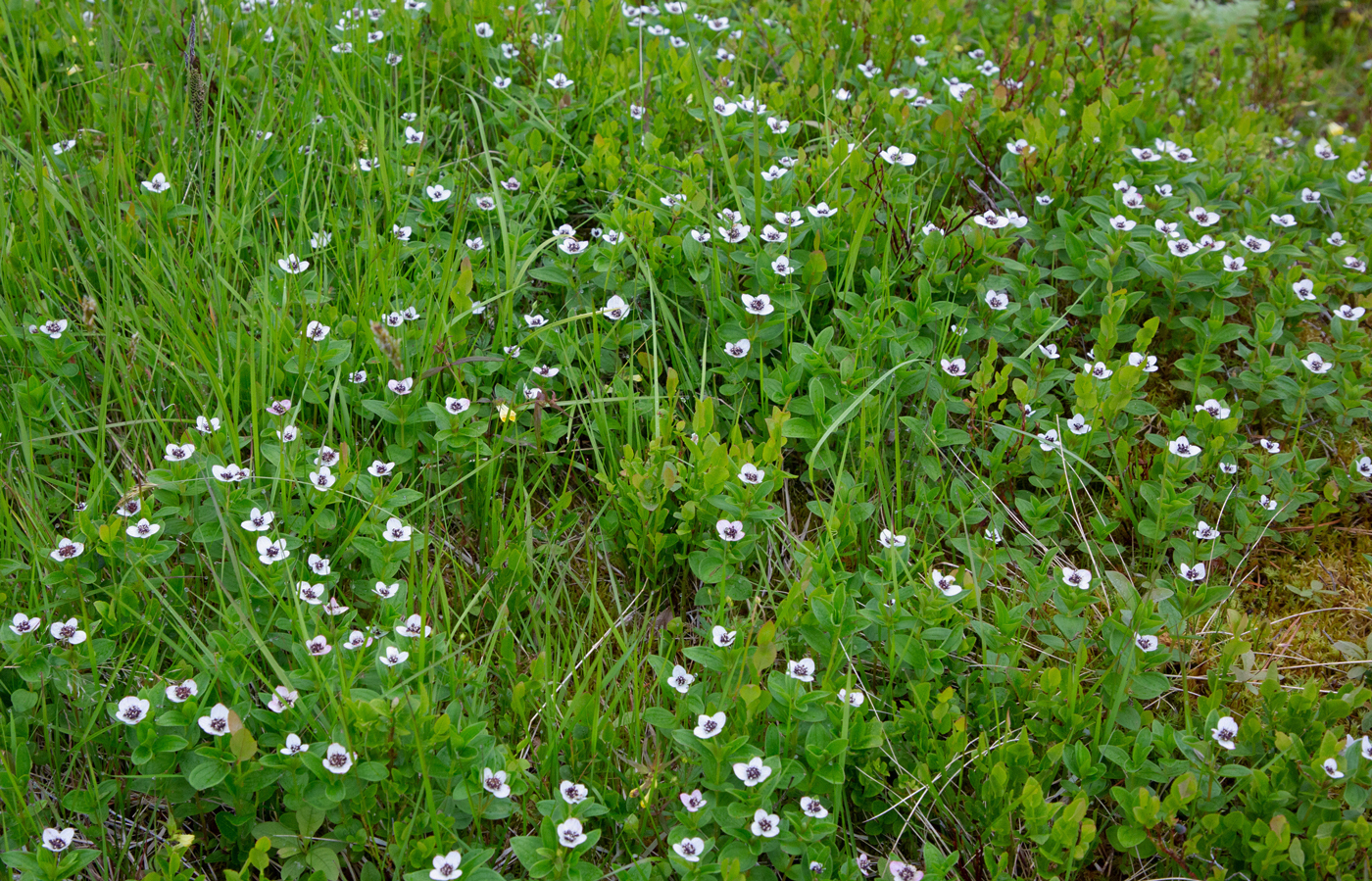 Blomster4Skr.jpg