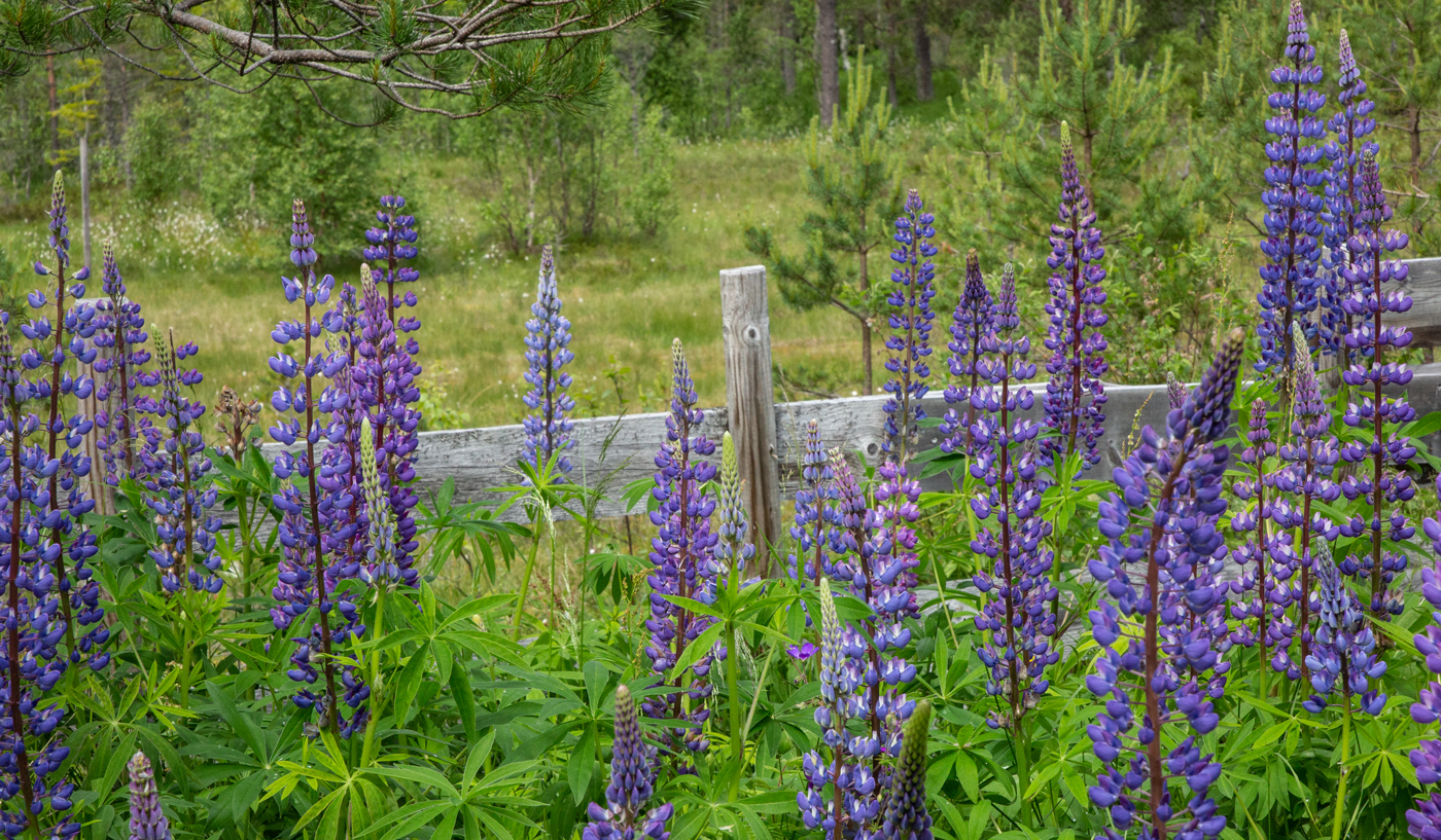 BKvenndalen7Lupin.jpg