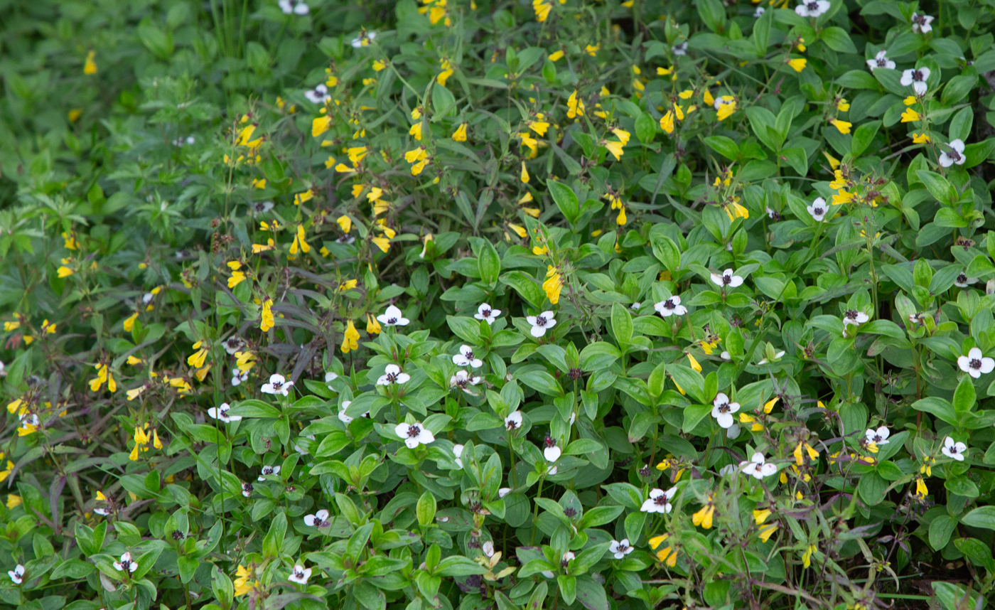 Fiol0Blomstring.jpg