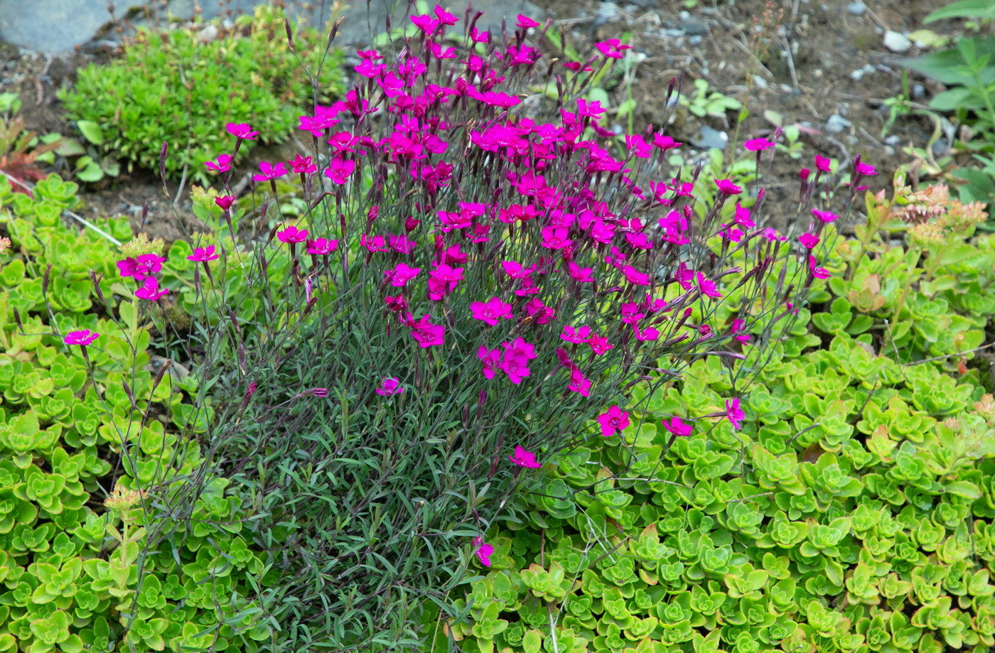 Blomsterprakt3.jpg