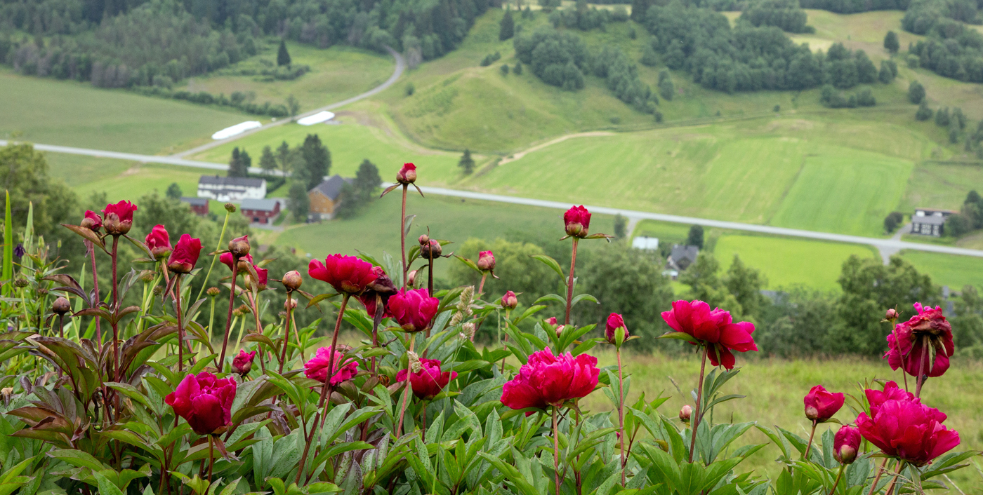 Blomsterprakt6.jpg