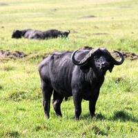 Cape buffalo - The quiet giant of the African savanna
