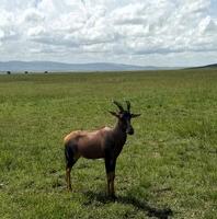 Coke's hartebeest, antelope, Masai Mara, Kenya, Africa