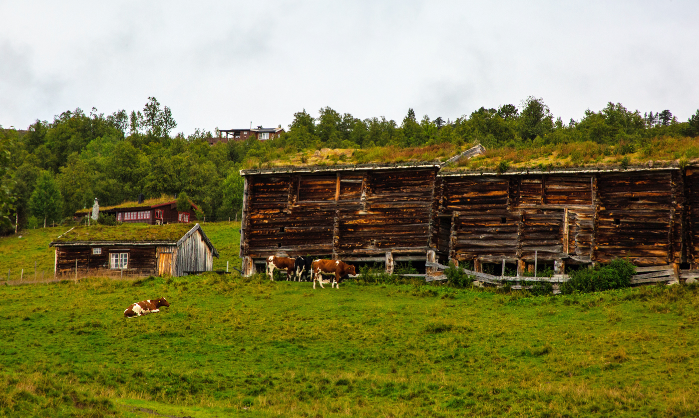 cVålåskaret2Kyr.jpg.jpg