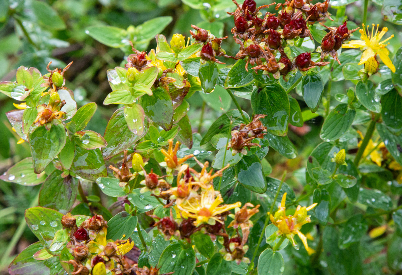 cVålåskaret6Blomster.jpg