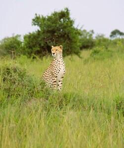 Cheetah looking across the savannah