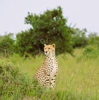 Cheetah looking across the savannah
