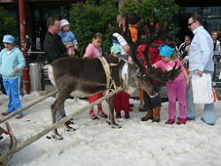 Reindeer,reinedeers,Rovaniemi,Lapland,Finland,SantaClaus